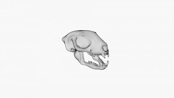 Meerkat skull 3d model
