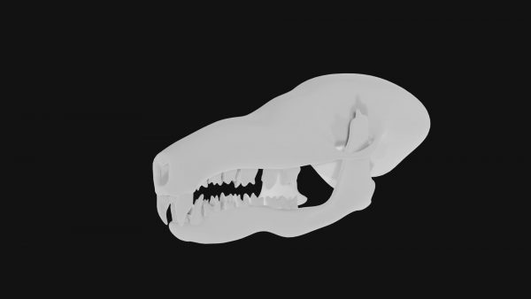 Mole skull 3d model