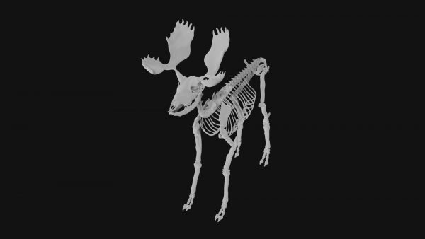 Moose skeleton 3d model