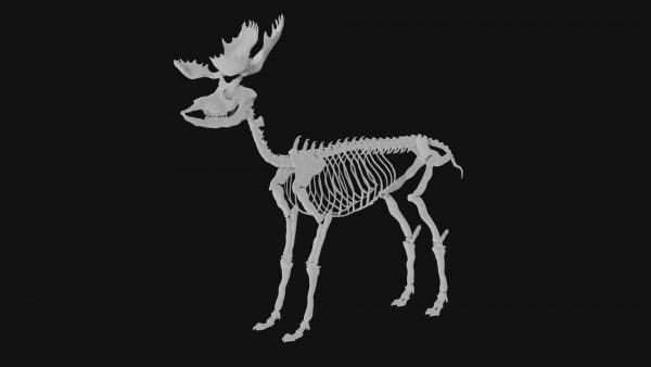 Moose skeleton 3d model