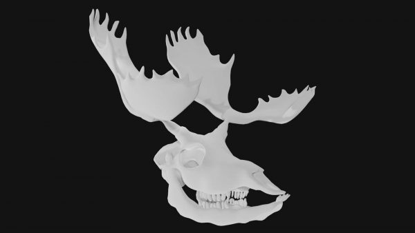 Moose skull 3d model