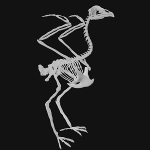 Peacock skeleton 3d model