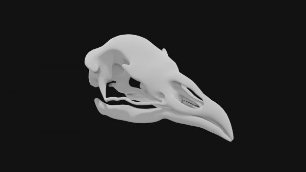 Peacock skull 3d model