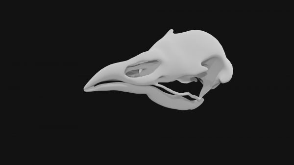 Peacock skull 3d model