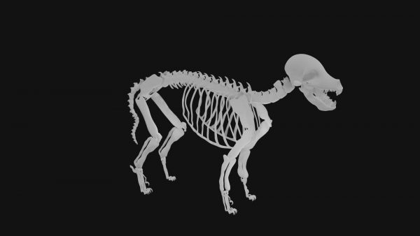 Puppy skeleton 3d model