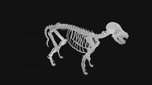 Puppy skeleton 3d model