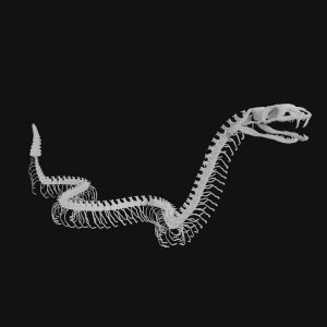 Rattle snake skeleton 3d model