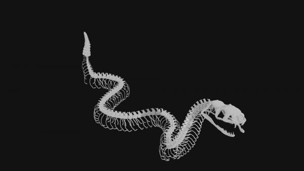 Rattle snake skeleton 3d model
