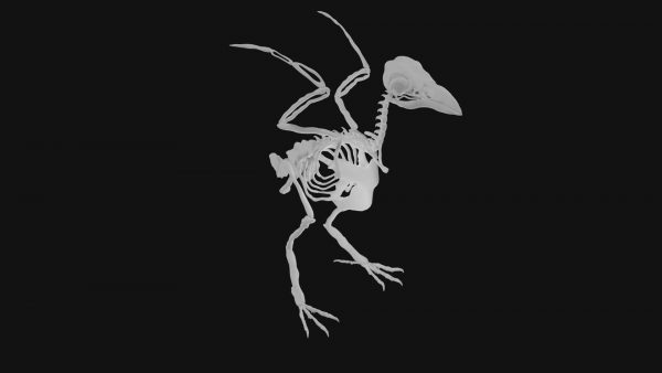 Raven skeleton 3d model