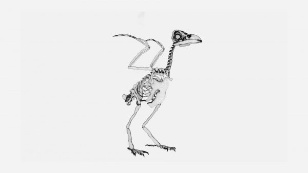 Raven skeleton 3d model