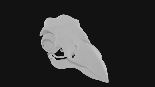 Raven skull 3d model