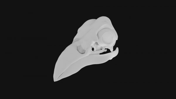 Raven skull 3d model
