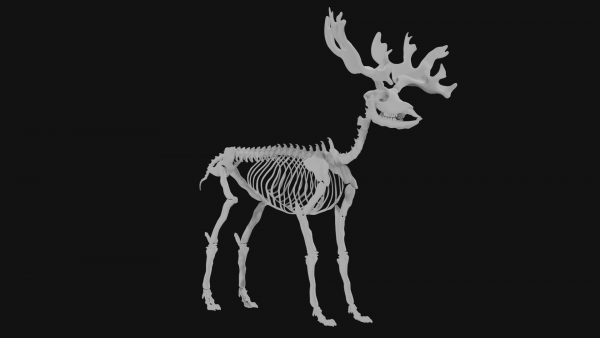 Reindeer skeleton 3d model