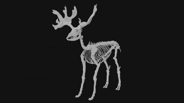 Reindeer skeleton 3d model