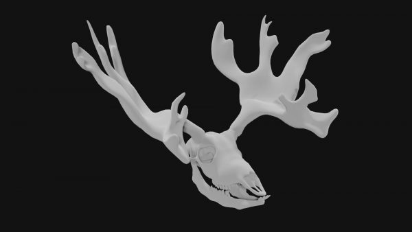 Reindeer skull 3d model