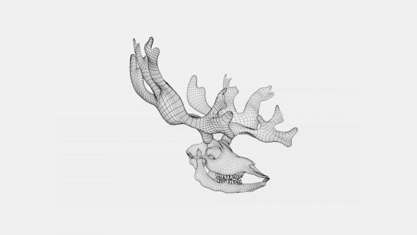 Reindeer skull 3d model