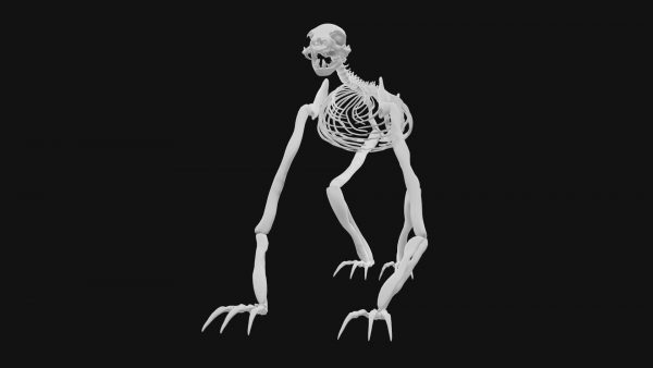 Sloth skeleton 3d model