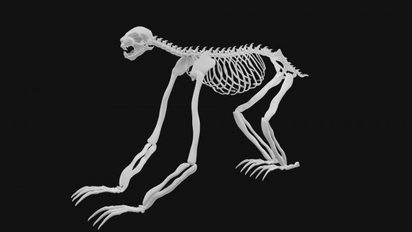 Sloth skeleton 3d model