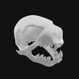 Sloth skull 3d model