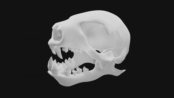 Sloth skull 3d model