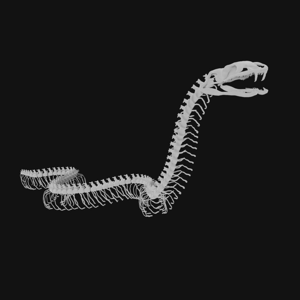 Snake skeleton 3d model Low Poly - Team 3d Yard