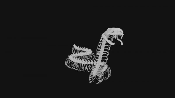 Snake skeleton 3d model