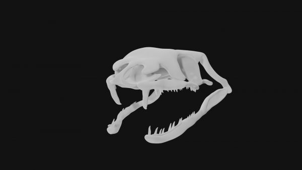 Snake skull 3d model