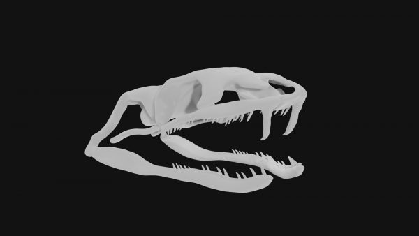 Snake skull 3d model