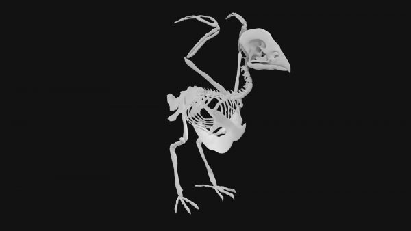 Sparrow skeleton 3d model