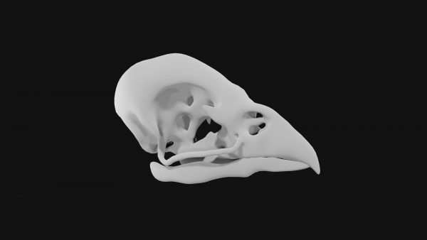 Sparrow skull 3d model