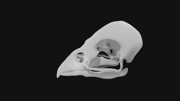 Sparrow skull 3d model