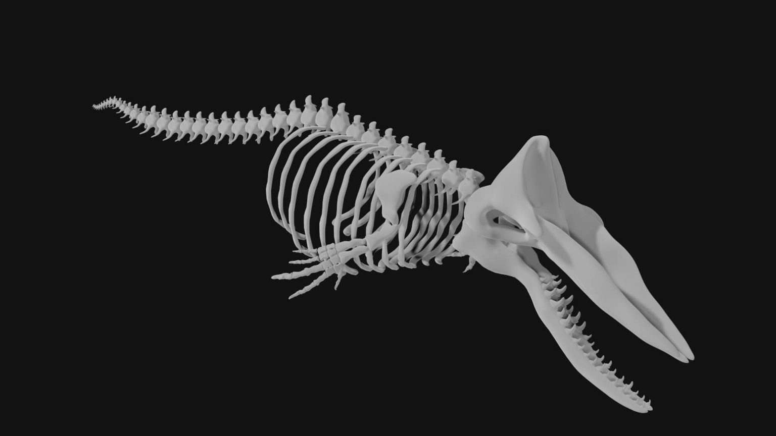 Sperm whale skeleton 3d model Low Poly - Team 3d Yard