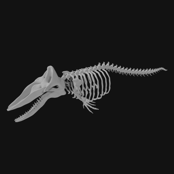 Sperm whale skeleton 3d model