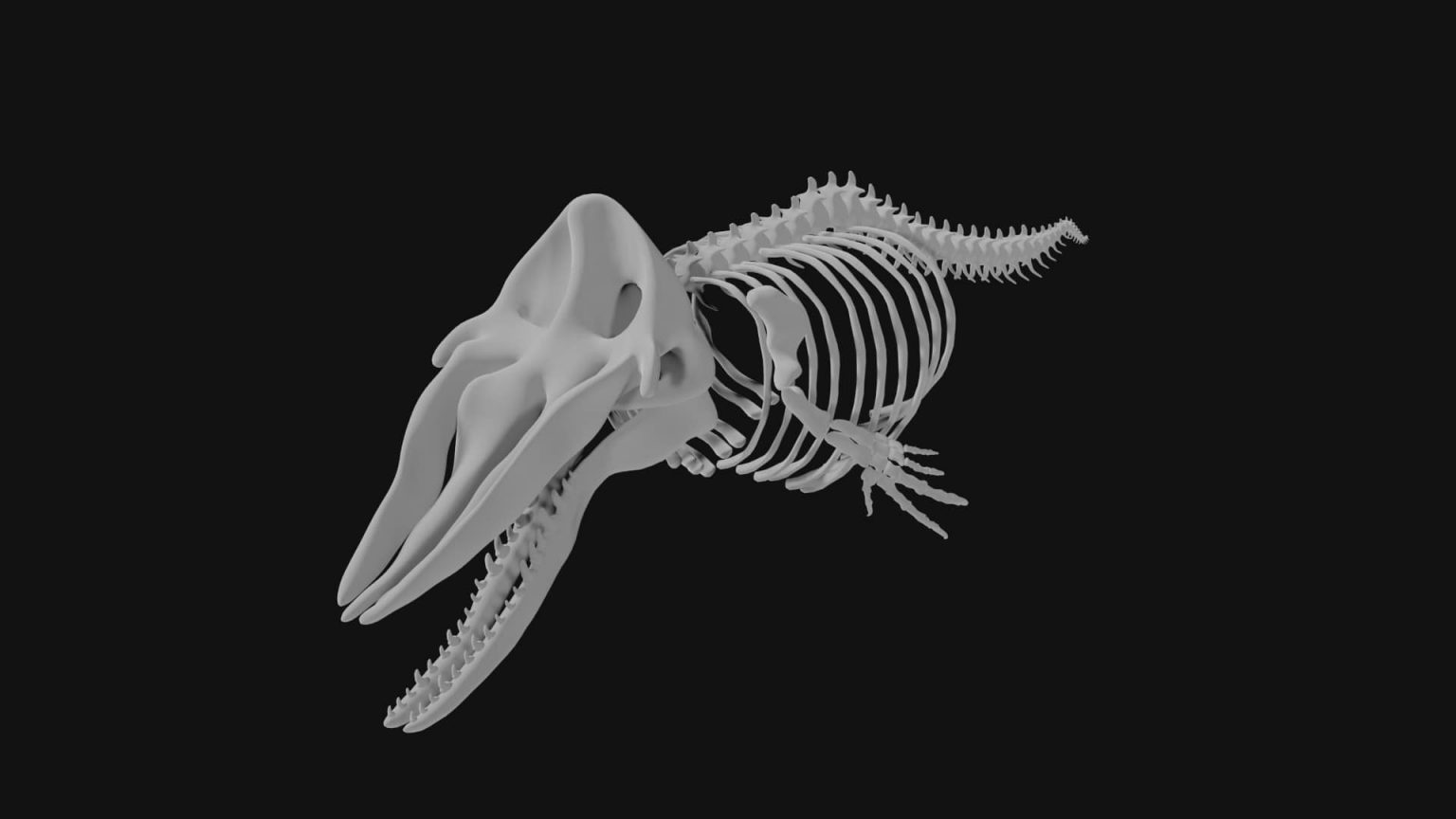 Sperm whale skeleton 3d model Low Poly - Team 3d Yard