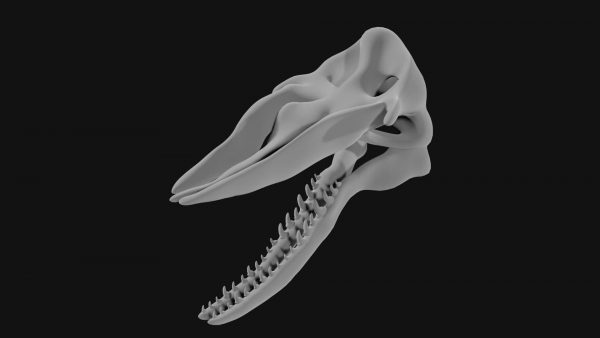 Sperm whale skull 3d model