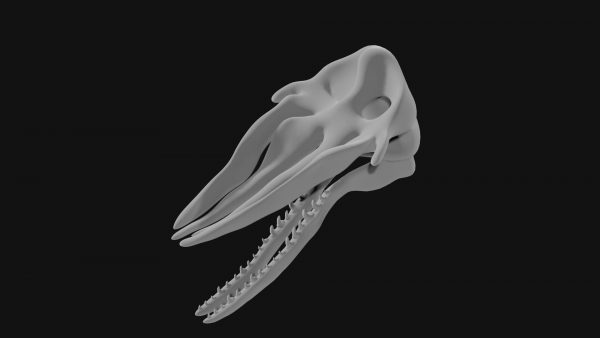 Sperm whale skull 3d model