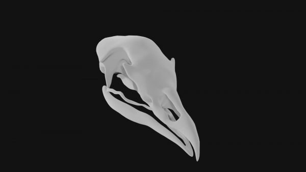 Turkey skull 3d model