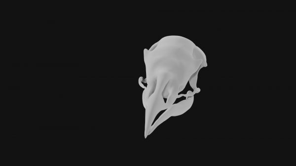 Turkey skull 3d model